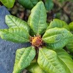 Rhododendron aureum Leaf