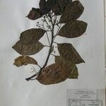 Cinnamomum glanduliferum Otro