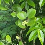 Smilax china ഫലം