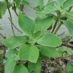 Coleus barbatus Leht