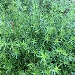 Galium maritimum Leaf