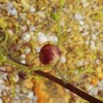 Scrophularia lucida Fruit
