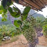 Petrea volubilis Flor