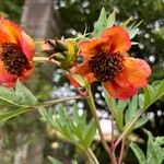 Paeonia delavayi Flower