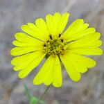 Madia elegans Flower