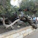 Leptospermum laevigatum Bark