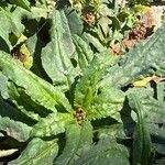 Anchusa formosa Lehti