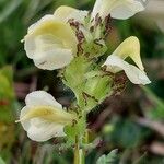 Pedicularis tuberosa Fleur
