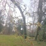 Ulmus laevis ഇല