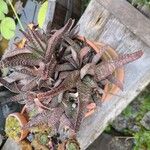 Gasteria carinata Leaf