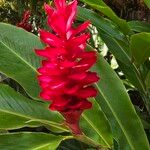 Alpinia purpurataFlower