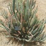 Euphorbia aeruginosa Rinde