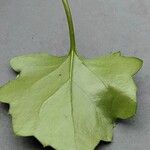 Senecio angulatus Leaf