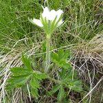 Anemonastrum narcissiflorum Rinde