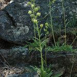 Phacelia heterophylla 形態