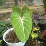 Philodendron gloriosum List