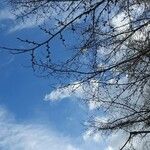 Populus × canescens Ліст