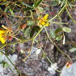 Chamaecrista hispidula Çiçek