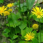Doronicum orientale Fula
