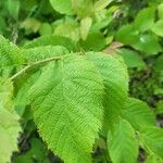 Ostrya virginiana Leaf