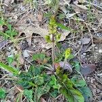 Salvia lyrata Leaf