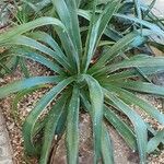 Agave sisalana Leaf