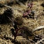 Epipactis atrorubens Hábitos