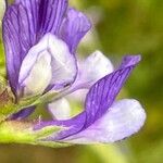 Vicia onobrychioides Virág