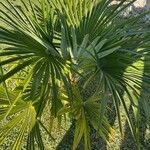 Trachycarpus fortuneiFuelha