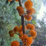 Debregeasia longifolia Fruit