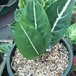 Dieffenbachia oerstedii Hoja