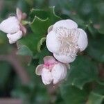 Luma chequen Blüte