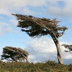 Nothofagus pumilio Altres