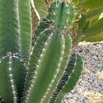 Cereus hexagonus পাতা