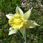 Narcissus bicolor 花