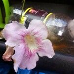 Proboscidea louisianica Flor