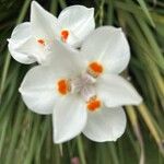 Dietes iridioides ফুল