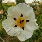 Cistus ladanifer Квітка