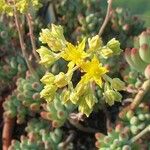 Sedum pachyphyllum Flor