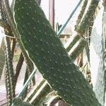 Consolea rubescens Corteza