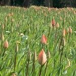 Tulipa raddii Blatt