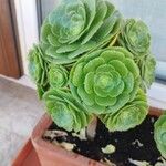 Aeonium undulatum Лист