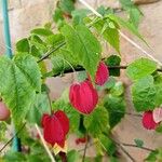 Abutilon megapotamicum Květ