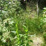 Cirsium monspessulanum Habit