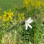 Silene dichotomaFlower