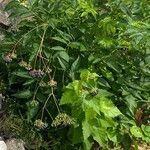 Aralia hispida Folha