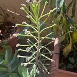 Kalanchoe delagoensis Blatt