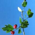 Crataegus monogyna Leht