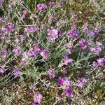 Marcus-kochia littorea Flower