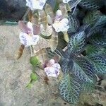 Aspasia epidendroides Hoja